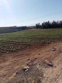 أرض-بيع-عين-الدفلة-سيدي-لخضر-الجزائر