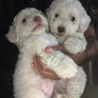 Caniche 