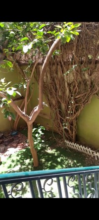 فيلا-بيع-تلمسان-الجزائر