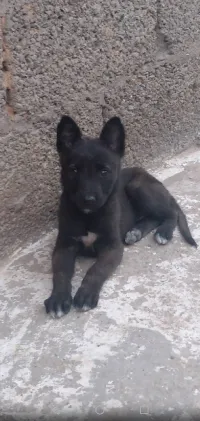 Femelle malinois noir