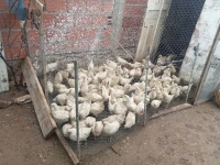 poulet leghorn