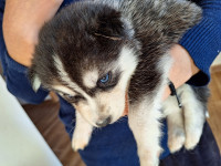 chien-husky-chiot-oran-algerie