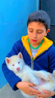 chien-husky-siberien-tipaza-algerie