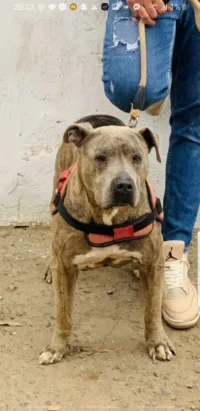 pitbull
