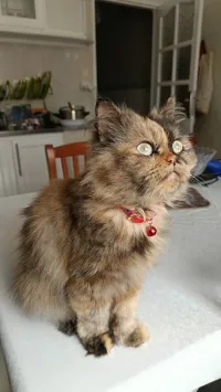 Chatte Persane Pure Race 
