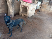 chien-malinois-femelle-ain-benian-alger-algerie