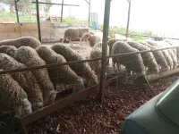 كباش الأعراس و المناسبات 