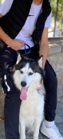 chien-chienne-husky-de-2ans-et-demi-a-adopter-affectueuse-energique-tizi-ouzou-algerie