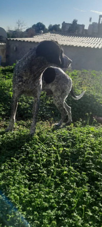 chien-braque-allemand-de-chasse-birkhadem-alger-algerie