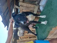 Femelle Pitbull 18 mois 