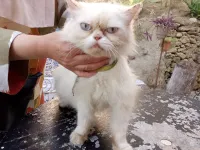 Chatte Piki Face enceinte 
