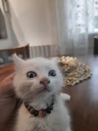 White cat 