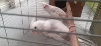كوبلة كالوبسيت 