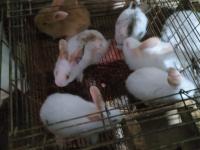 حيوانات-المزرعة-lapin-et-lapereux-ارانب-واجد-براقي-الجزائر