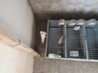 للبيع