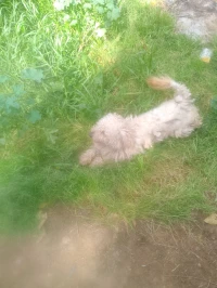 Caniche 1 an