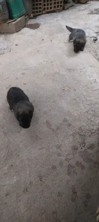 Berger Malinois