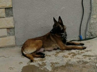 chien-femelle-malinois-age-de-2-ans-mekla-tizi-ouzou-algerie