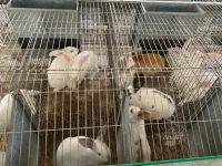 Vente de lapins vivants et de viande de lapin