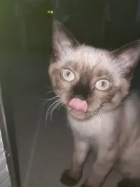 Chat siamois 