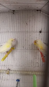 Canari 