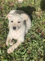 chien-vente-de-chiots-labrador-rouiba-alger-algerie