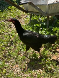 Poule Combattent indien 