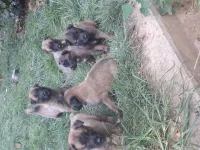 Malinois 