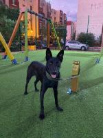 chien-malinois-bleu-bab-ezzouar-alger-algerie