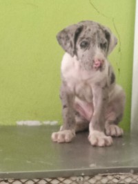 dog-chiot-bir-mourad-rais-alger-algeria