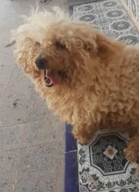Caniche pour Adoption 