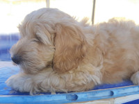 chien-caniche-bichon-de-pure-race-oran-algerie