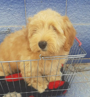 chien-caniche-bichon-de-pure-race-oran-algerie