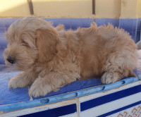 chien-caniche-bichon-nain-de-pure-race-oran-algerie