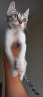 chat-chaton-offert-pour-adoption-el-harrach-alger-algerie