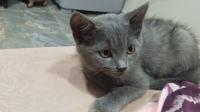 cat-magnifiques-chatons-staoueli-alger-algeria