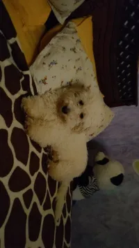 Caniche bichon a vendre/accepte échange avec un persan 