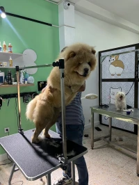 Toilettage professionnel chiens & chats