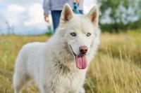 chien-husky-bon-prix-saoula-alger-algerie