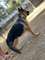 chien-mal-berger-allemand-3-mois-top-cheraga-alger-algerie