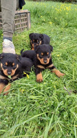 chien-chiots-rottweiler-tizi-ouzou-algerie