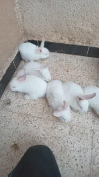 ارانب للبيع