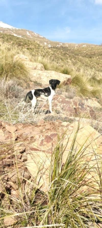 Chien de chasse pointer 