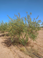 terrain-agricole-vente-djelfa-ain-oussara-algerie