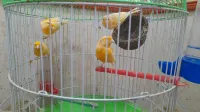 canaris
