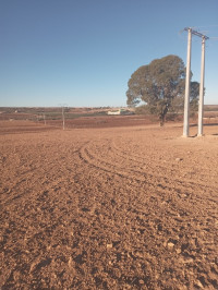 terrain-agricole-vente-sidi-bel-abbes-hassi-dahou-algerie