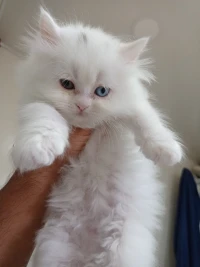 Chaton Persan 