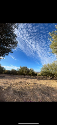 terrain-agricole-vente-sidi-bel-abbes-lahcene-algerie