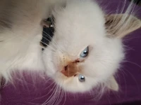 persan chinchilla