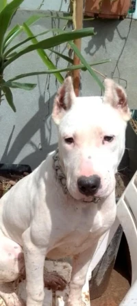 Dogue argentin